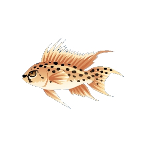 Cheetah Fish